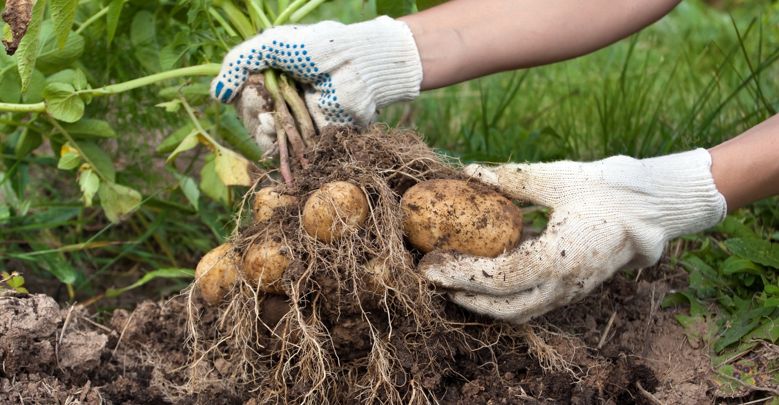 7 Tips for Growing Exquisite Potatoes